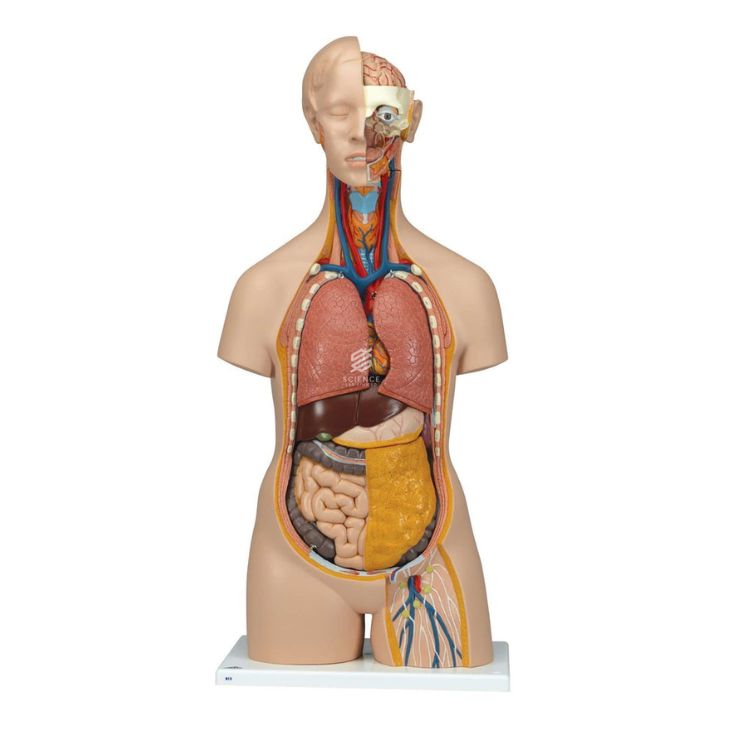 Human Torso