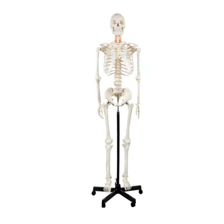 Human Skeleton