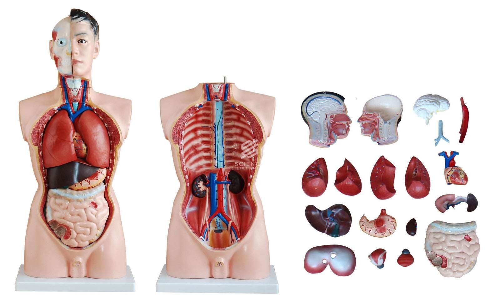 Private Parts Of Human Body