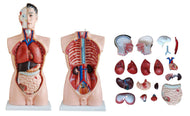 Human Body Part Models