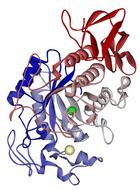 Amylase