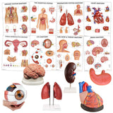 Model (Brain, Ear,Eye,Kidney,Teeth,Heart)