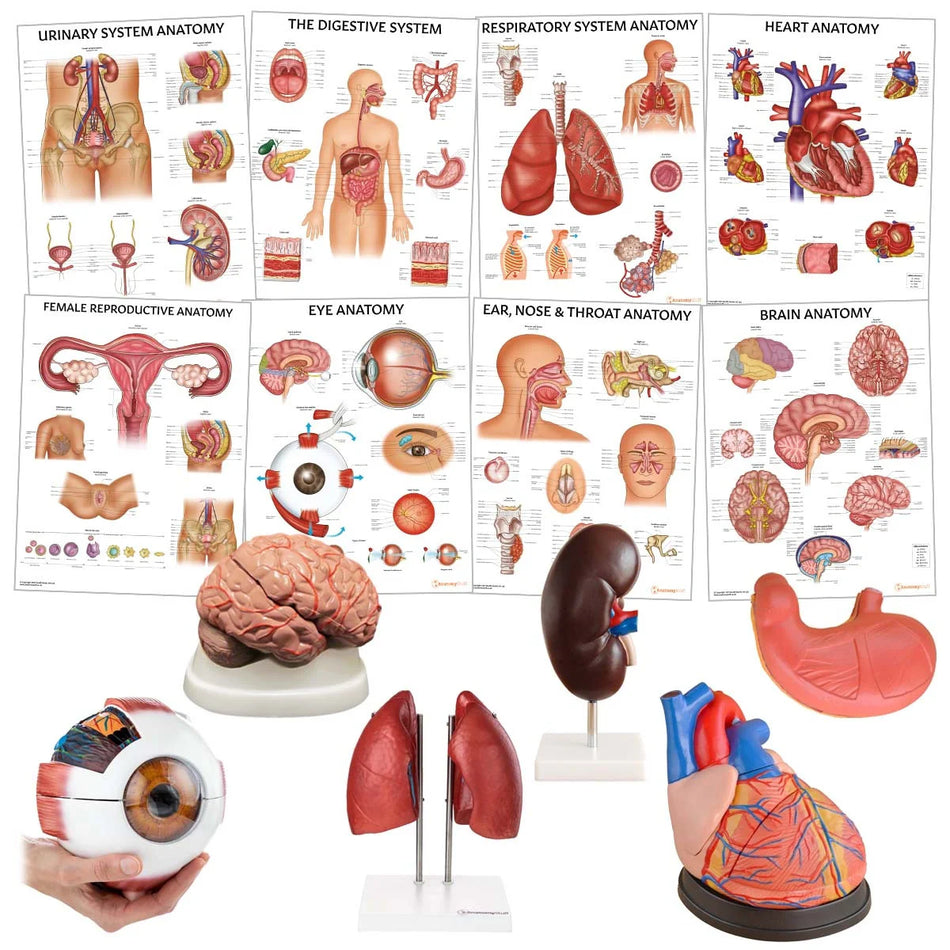 Model (Brain, Ear,Eye,Kidney,Teeth,Heart)