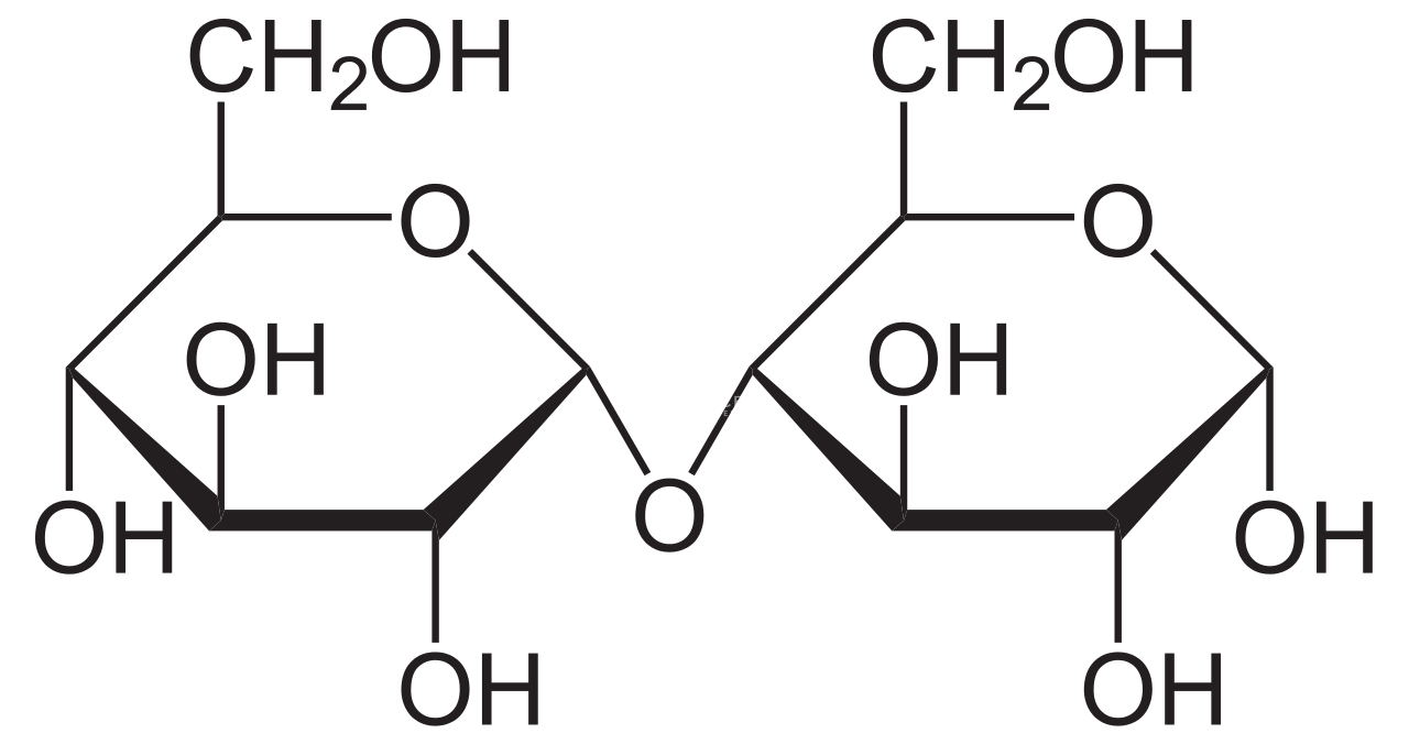 Maltose