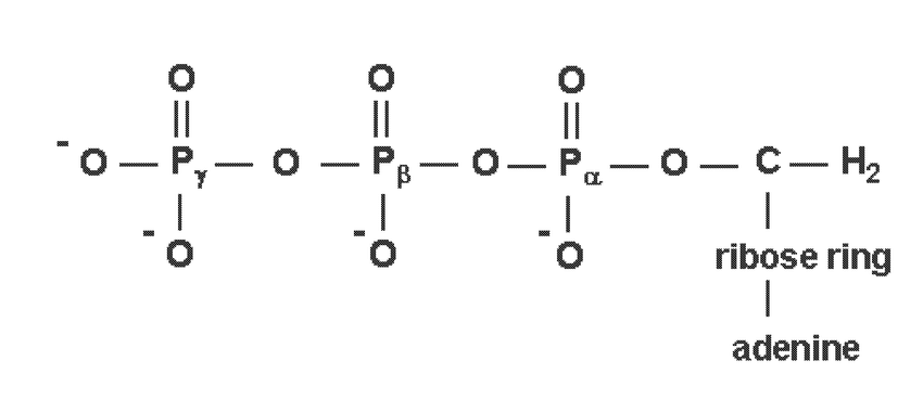 Phosphorous