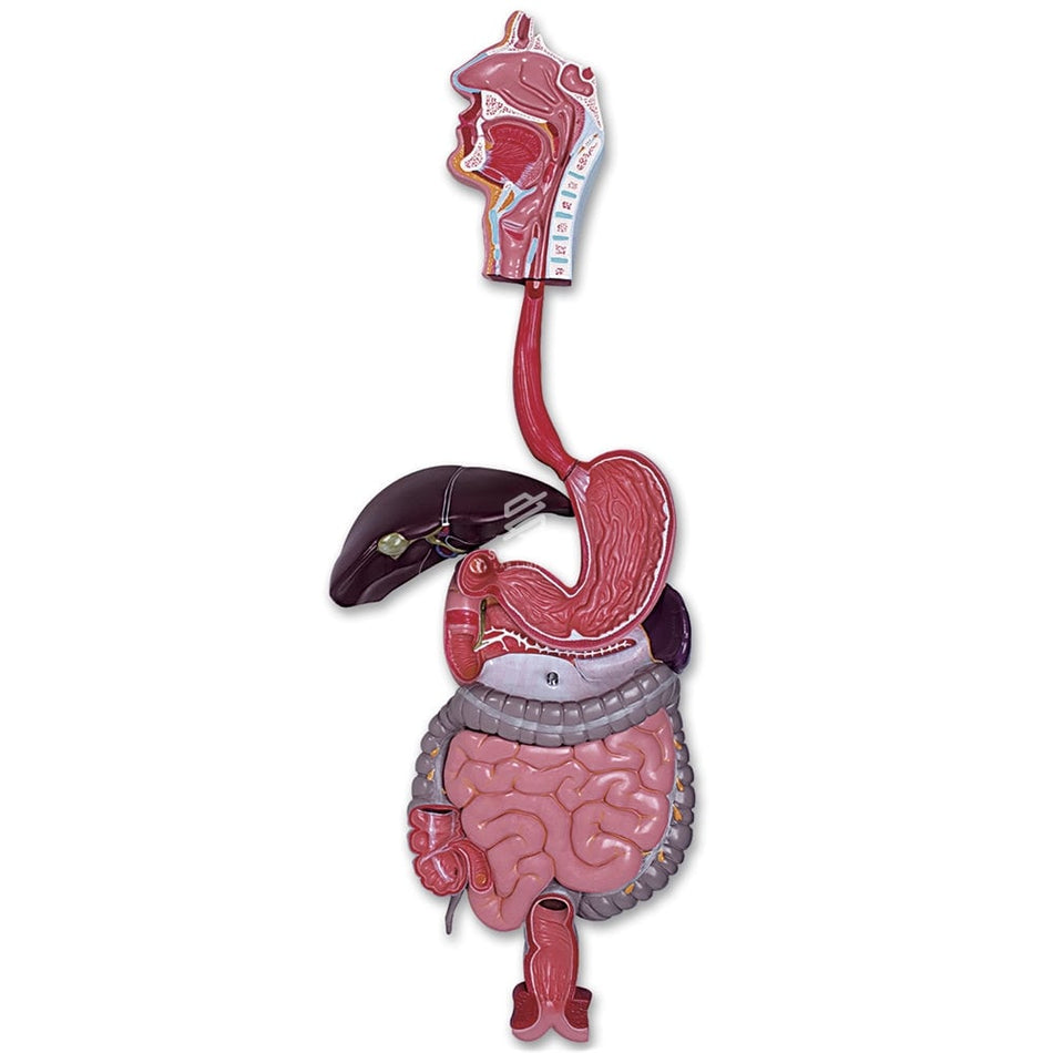 Model Digestive, Skin, Respiratory