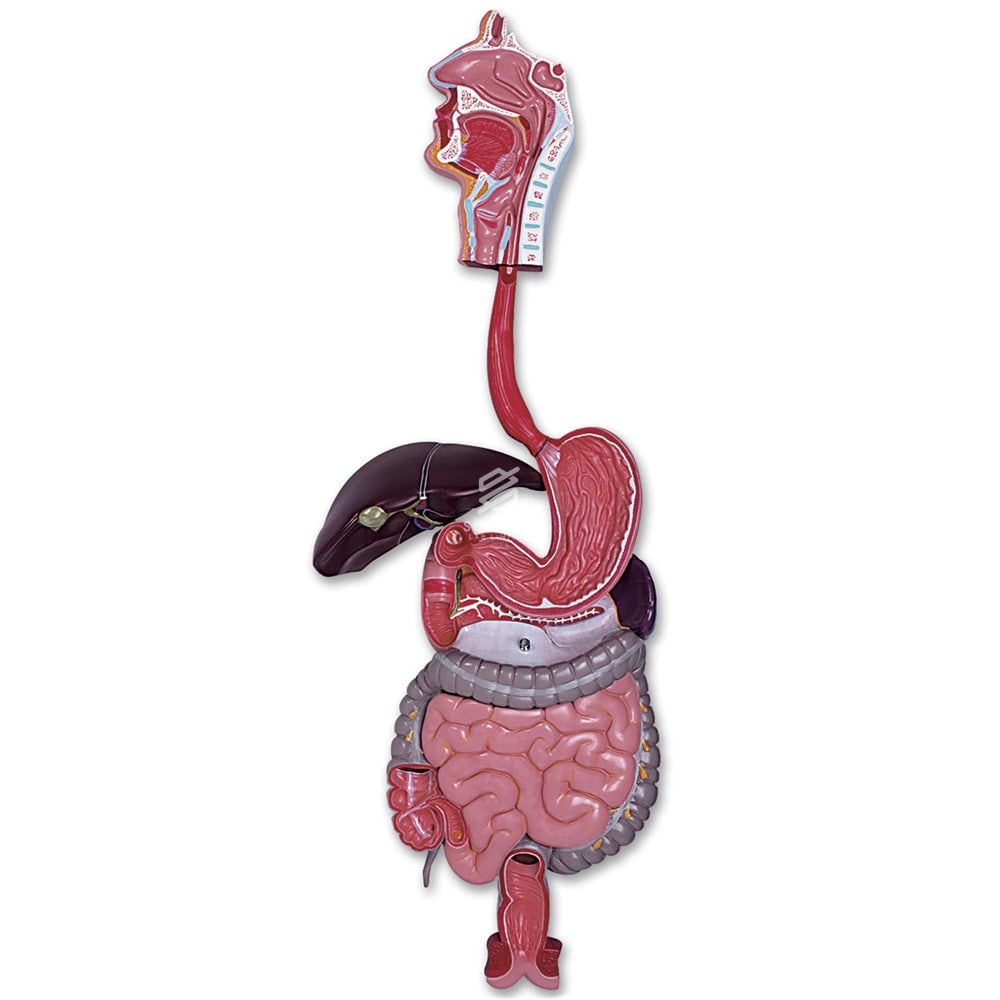 Model Digestive, Skin, Respiratory