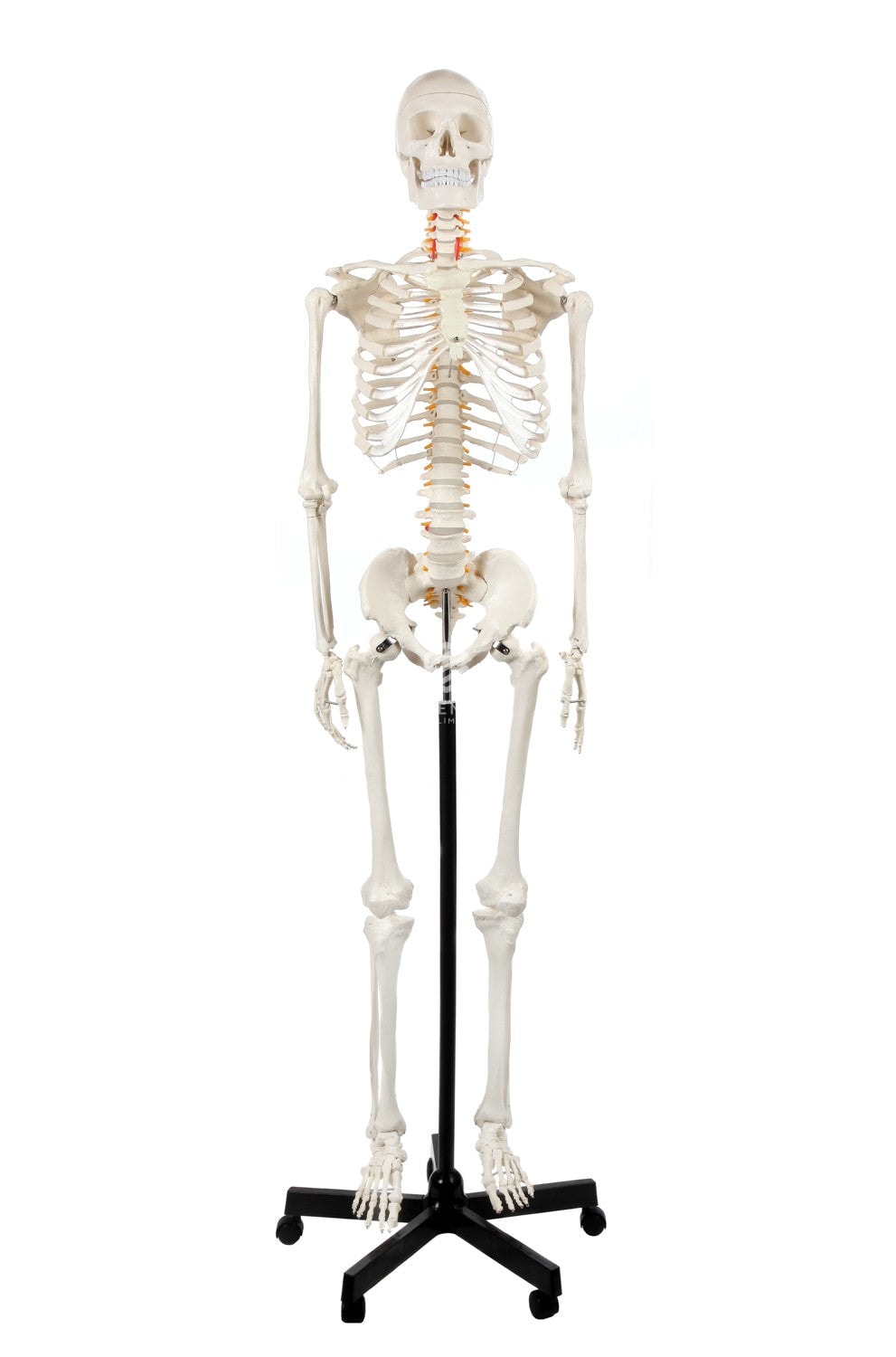 Human Skeleton